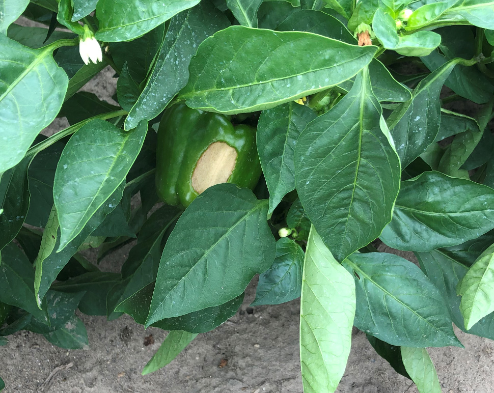 Sunscald in peppers